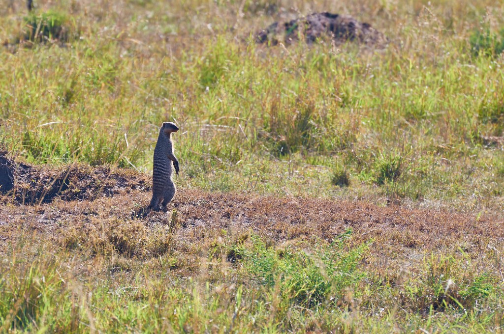 Banded mongoose
